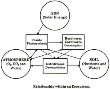 ecosystem characteristics in hindi (पारिस्थितिकी की विशेषताएं) 