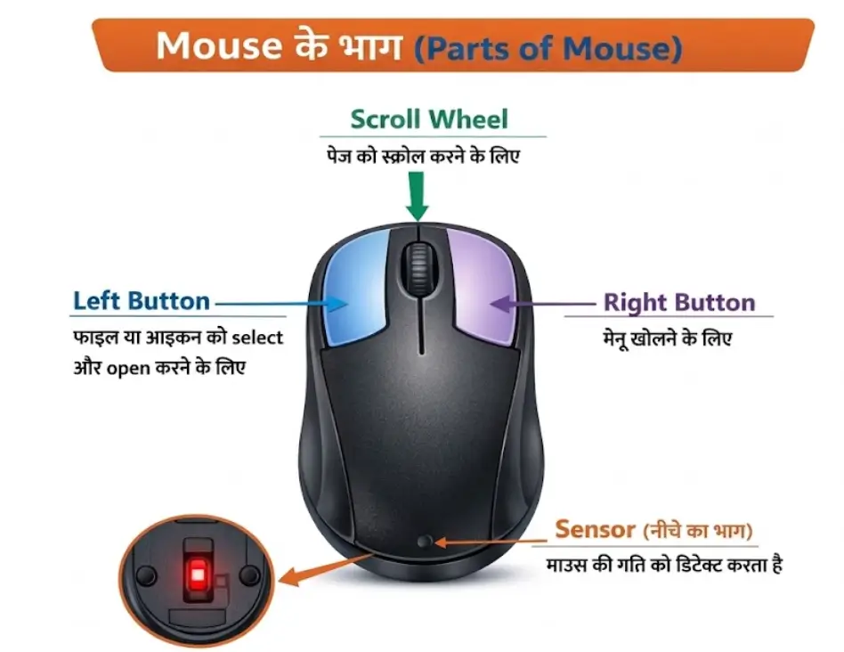 Mouse के भाग (Parts of Mouse)